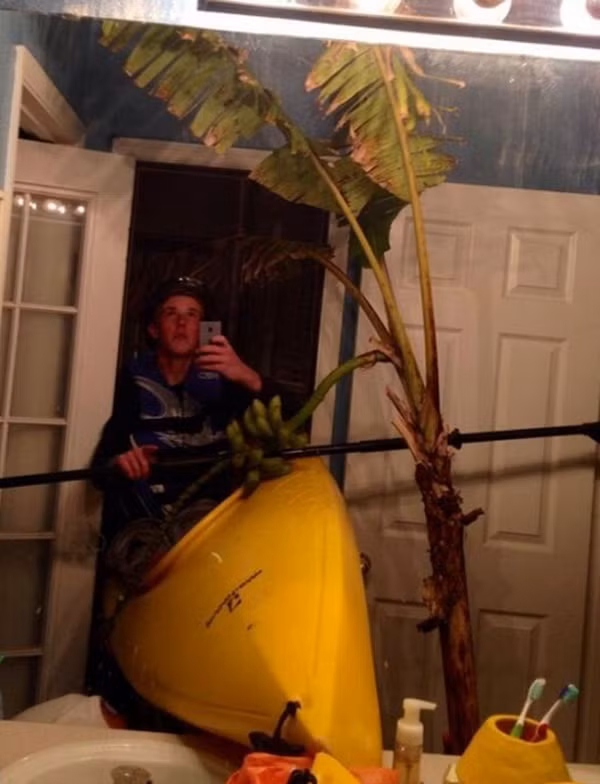 Chụp ảnh cùng cây chuối mọc trong nhà?