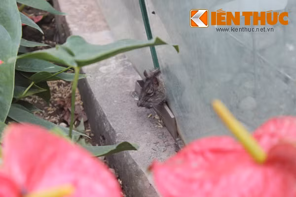 Thậm chí, ở một khe kính của chiếc đồng hồ hoành tráng này còn có cả những xác chuột chết bốc mùi hôi thối, không ai dọn dẹp.