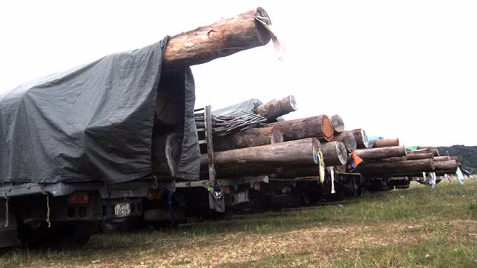 Đoàn xe chở gỗ “siêu khủng” từ Lào về vi phạm lỗi quá khổ, quá tải bị bắt giữ tại thị trấn A Lưới.