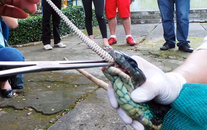 "Theo tính toán con hổ mang chúa Đồng Tháp nặng 6 kg thì mỗi lần ăn phải đên 1,5 kg mồi. Nhưng vì trong giai đoạn chữa trị, miệng bị nhiễm trùng nặng nên nó không thể tự ăn và mỗi lần ăn không được nhiều. Các chuyên gia phải chia khẩu phần ăn của nó thành 7 phần, mỗi phần tương đương 2 con rắn nhỏ và cho ăn vào khoảng thời gian chiều tối mỗi ngày" - trung tá Lương cho biết thêm.