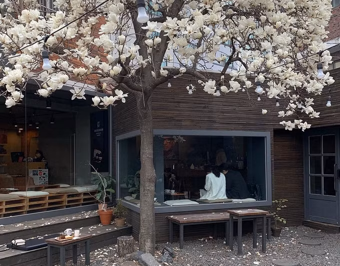  Ngoài ra, cây cảnh này còn có ý nghĩa phong thủy tốt lành. Nhiều gia đình, nhà hàng, khách sạn trồng cây cảnh này trước cửa nhà nhằm thu hút tài lộc, may mắn cho gia chủ, giúp việc làm ăn buôn bán cũng như công việc luôn được thuận lợi, thăng tiến.