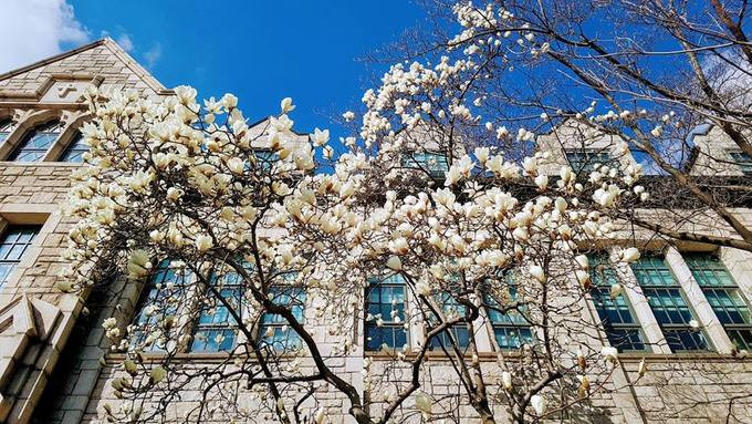 Mặc dù hoa mộc lan có tác dụng phong thủy tốt khi đặt trong nhà, nhưng không nên đặt trong phòng ngủ, vì hoa mộc lan sẽ thu hút năng lượng tiêu cực và mang lại phong thủy không tốt cho ngôi nhà, biểu hiện chủ yếu là gia chủ dễ bị năng lượng tiêu cực làm phiền và ốm đau.