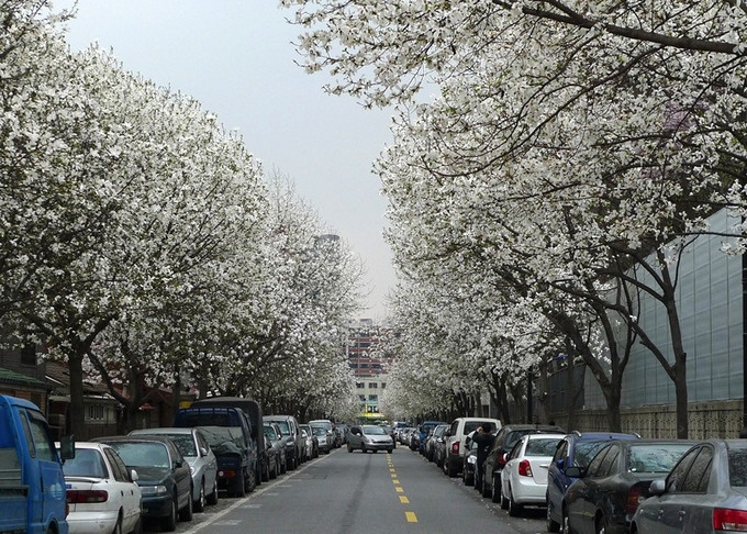 Là cây cảnh nở hoa vào đầu mùa xuân và trước khi lá mọc, nó thể hiện những phẩm chất tinh thần như tiên phong, dám làm người đầu tiên, phấn đấu tiến bộ, kiên trì và dũng cảm, không sợ mưa gió, thể hiện sự tự tin và sức sống. 