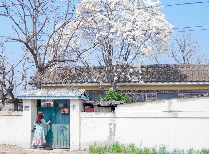 Nếu bạn trồng hoa mộc lan trong nhà, nó có thể đóng vai trò phong thủy tích cực, chẳng hạn như cải thiện vận may của ngôi nhà và mang lại may mắn cho gia chủ.