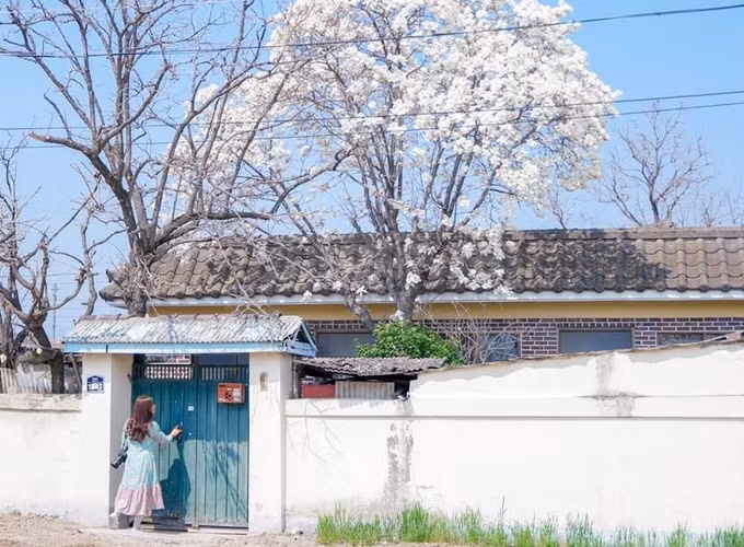 Nếu bạn trồng hoa mộc lan trong nhà, nó có thể đóng vai trò phong thủy tích cực, chẳng hạn như cải thiện vận may của ngôi nhà và mang lại may mắn cho gia chủ.