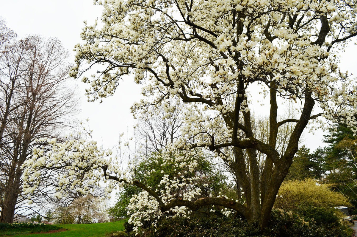Những bông hoa mộc lan trắng như tuyết đứng cao giữa những cành cây màu nâu, nụ hoa vươn dài và đung đưa trong làn gió xuân, hương hoa lan tỏa trong không khí, tạo nên một cảnh quan tuyệt đẹp. Ở nơi nào có cây cảnh này sẽ tụ tập nhiều người vây quanh chụp ảnh và tận hưởng hương thơm và vẻ đẹp của chúng. 