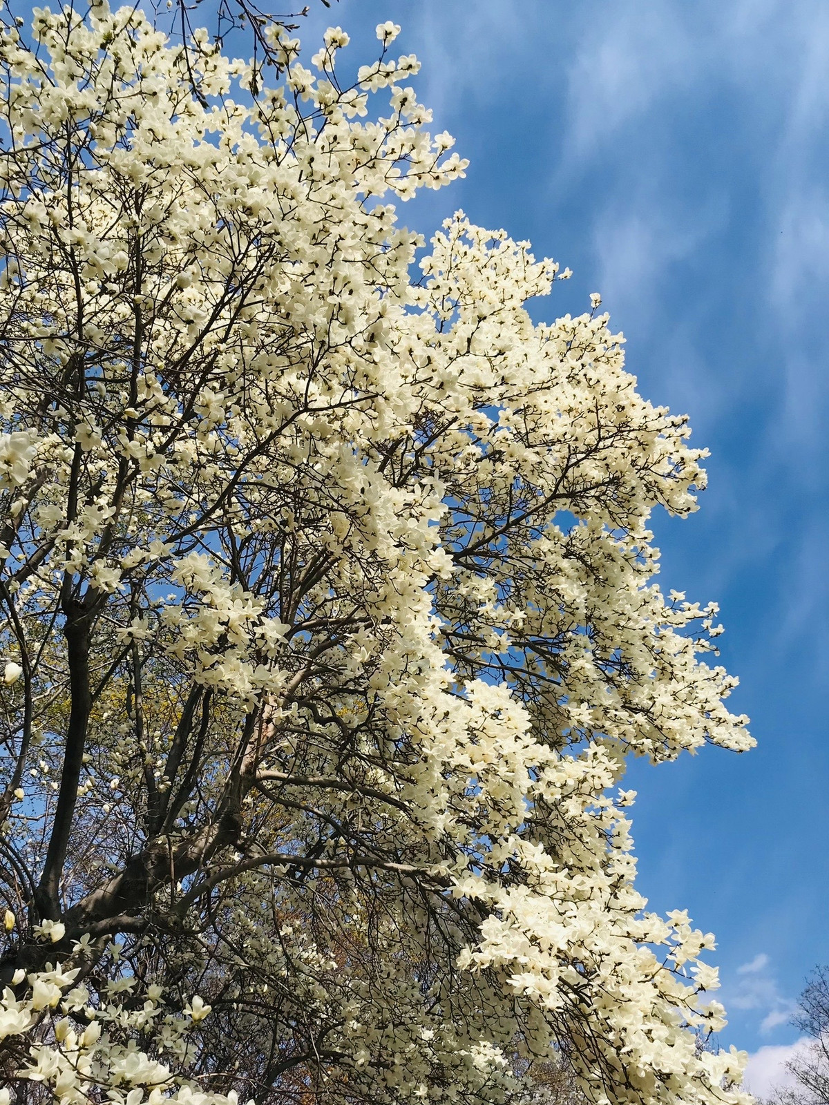 Lại gần, bạn có thể thấy hàng ngàn bông hoa trắng như tuyết, tựa những chiếc cốc thơm chứa đầy hơi thở mùa xuân trong trẻo, kiêu hãnh hướng về phía mặt trời, phô diễn hết vẻ đẹp sang chảnh của chúng. Đó chính là mộc lan ngọc lan trắng tựa ngọc, thơm như lan. 