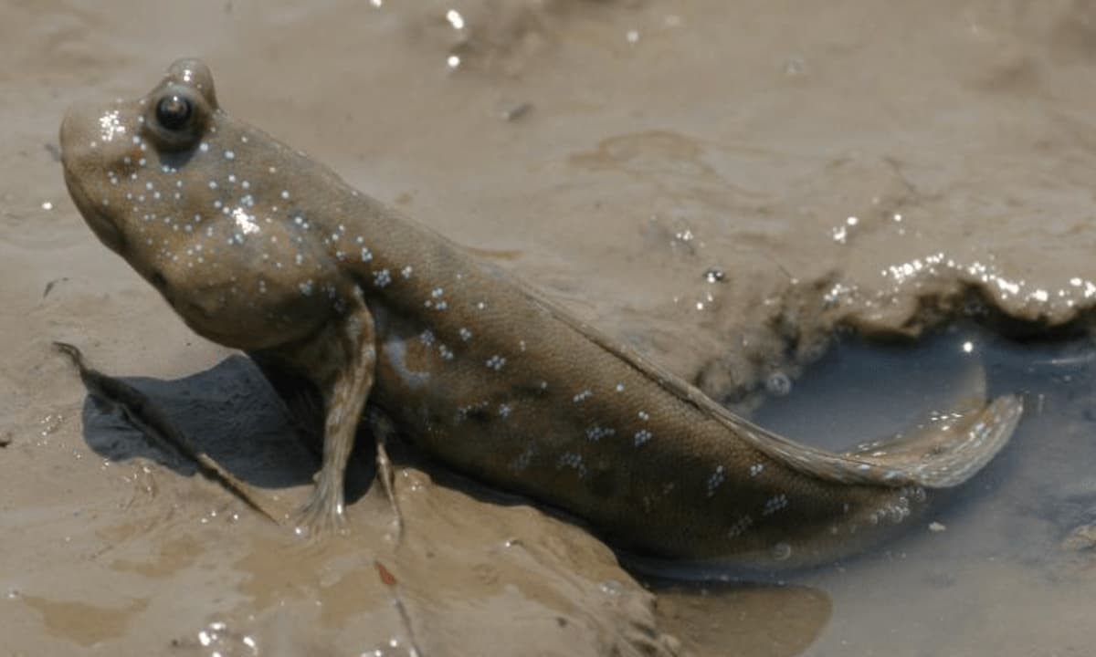 Nói không chừng sinh vật biển này đã trải qua 300 triệu năm, cuối cùng cũng leo lên đất liền, nhưng lại gặp phải dạng sống mạnh mẽ như con người. Do đó, người ta mới gọi đây là loài "đau khổ" nhất.