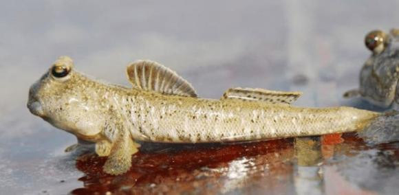 Khi đó, dù tiếp tục phát triển hay quay trở lại đại dương, có lẽ vẫn là một điều khó khăn đối với chúng. Đó thực sự là một khó khăn của không chỉ loài cá này.