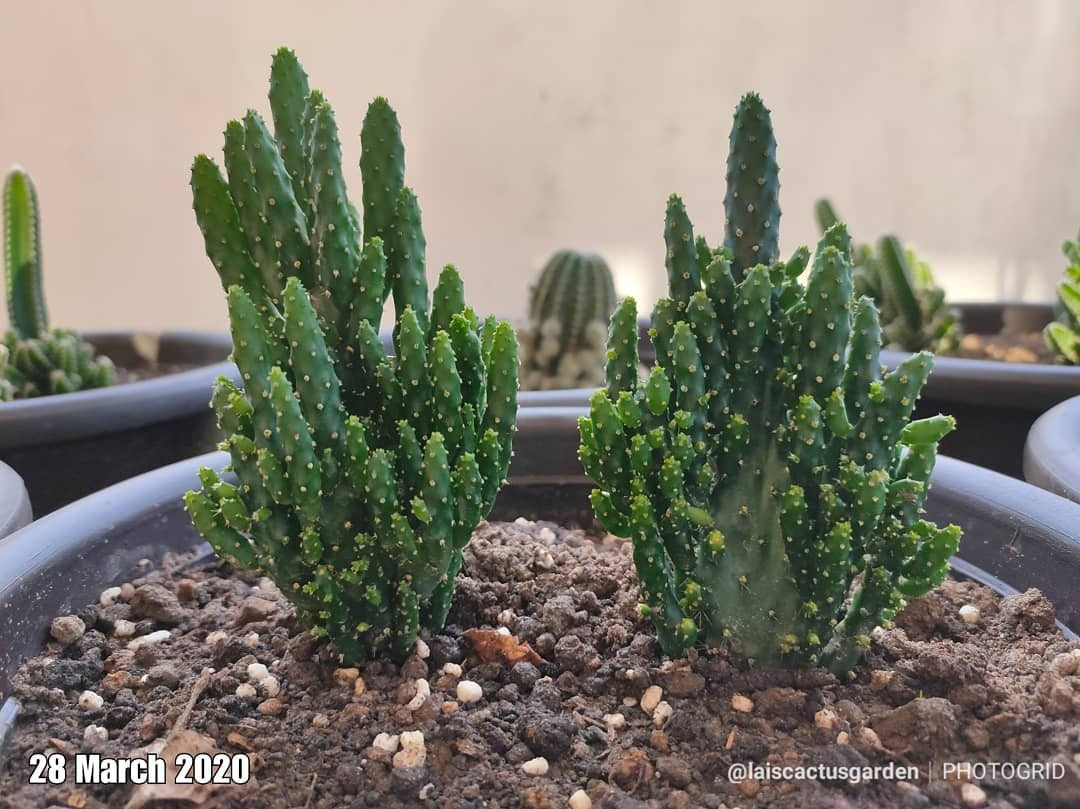  Người xưa cho rằng, cây cảnh tượng trưng cho sự giàu có vô tận, đồng thời còn mang ý nghĩa tuổi trẻ vĩnh cửu và sự kiên trì vượt qua khó khăn để đạt đến thành công.