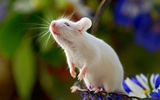 Với chuyện tình cảm, người độc thân có thể gặp được "nửa kia" trong một buổi gặp gỡ bạn bè hay sự kiện xã hội, mở ra cánh cửa cho một mối quan hệ ngọt ngào. Những ai đã có đôi sẽ cảm nhận được sự gắn kết sâu sắc hơn với người thương. Hãy nhớ rằng, sự kiên trì của bạn đang đơm hoa kết trái – đây chính là thời khắc để bạn tỏa sáng!