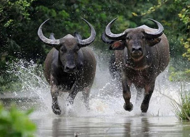  Tuổi Sửu: Người tuổi Sửu từ lâu đã nổi tiếng với đức tính chăm chỉ, kiên nhẫn và khả năng vượt qua khó khăn gian khổ. Trong suốt thời trẻ, con giáp này gắn liền với những ngày tháng lao động miệt mài, tích lũy từng đồng để xây dựng tương lai vững chắc. 