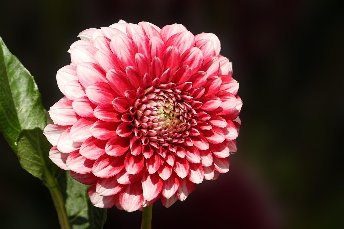 Người sinh vào 4 tháng Âm lịch này, trung niên thăng hoa bất ngờ Nguoi sinh vao 4 thang Am lich nay, trung nien thang hoa bat ngo