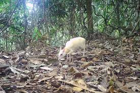 Đây là lần đầu tiên bẫy ảnh ghi lại được hình ảnh cá thể cheo cheo Nam Dương đột biến bạch tạng tại Vườn Quốc gia Vũ Quang. Cá thể cheo cheo này có thân dài khoảng 40 - 50 cm, nặng trung bình khoảng 1,3 - 2,3 kg. Ảnh: Báo Pháp luật Việt Nam.