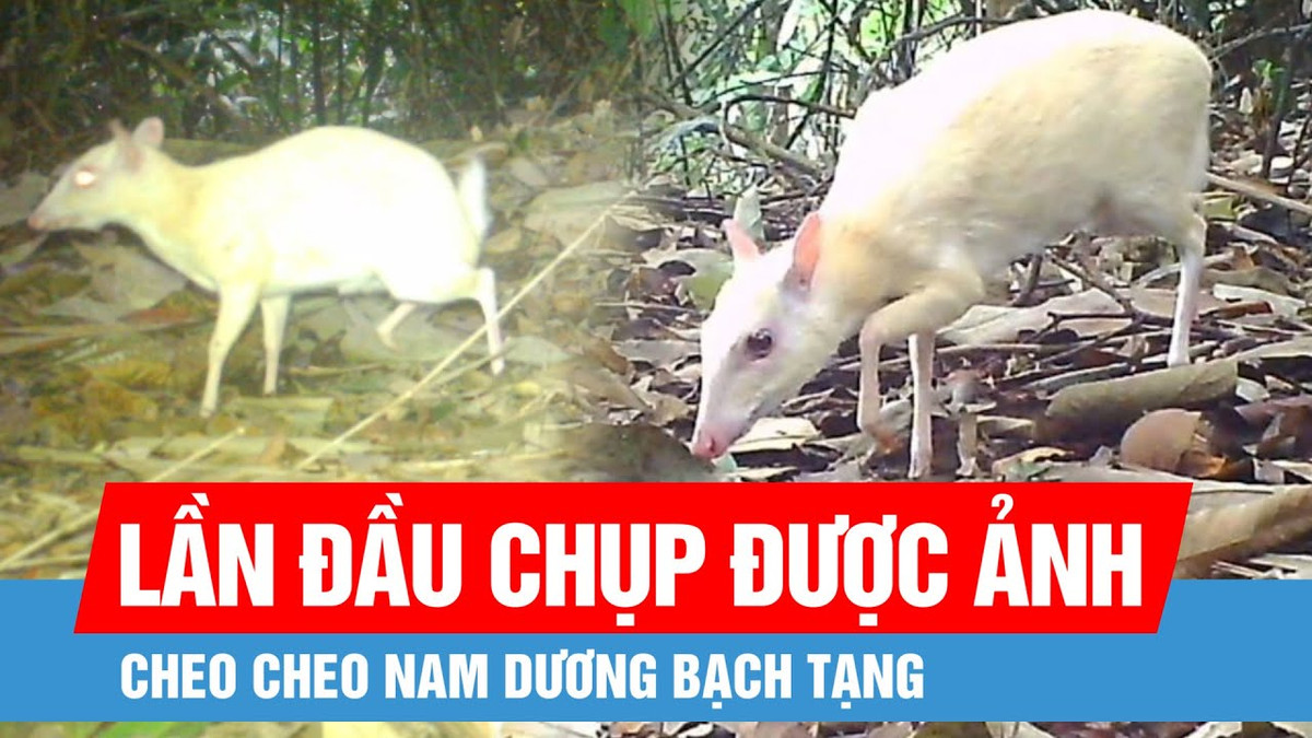 Qua bẫy ảnh, việc ghi nhận cá thể cheo cheo Nam Dương đột biến bạch tạng cho thấy tính đa dạng sinh học tại Vườn Quốc gia Vũ Quang.