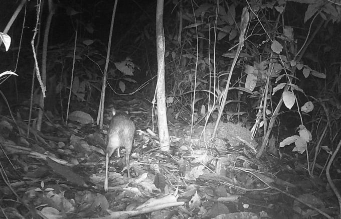 Cheo cheo Nam Dương nằm trong danh mục động vật rừng nguy cấp, quý, hiếm thuộc nhóm IIB có tên trong Sách đỏ Việt Nam cần được bảo tồn nghiêm ngặt.