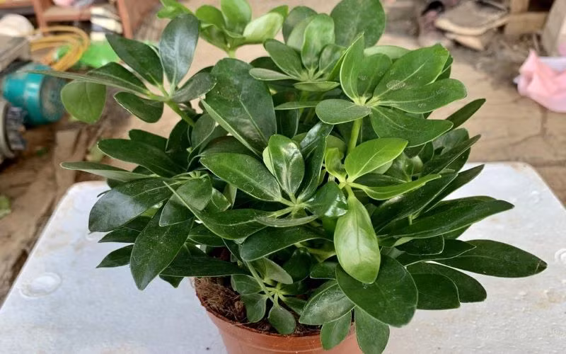  Khi bạn cảm thấy mệt mỏi trong quá trình học tập hoặc làm việc, bạn có thể sử dụng cây cảnh này như một điểm thư giãn để làm giảm tình trạng mỏi mắt và cải thiện hiệu quả công việc của bạn. 