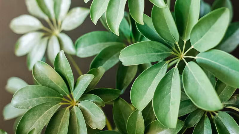  Cây cảnh này là loại cây trồng trong nhà nhiệt đới tuyệt vời. Ngũ gia bì có những chiếc lá hình bầu dục dài, sáng bóng, màu xanh lá cây rủ xuống một cách duyên dáng từ thân cây ở giữa, giống như một chiếc ô.