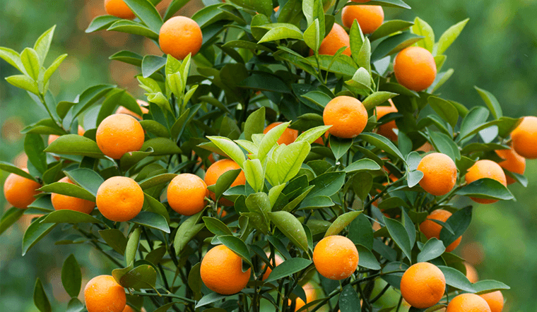 Trong phong thủy, màu vàng và màu đỏ đều tượng trưng cho tài lộc. Trong đó, màu vàng tượng trưng cho tiền bạc, màu đỏ tượng trưng cho sự thịnh vượng. Vì vậy cây quất là loại cây cảnh trồng trong chậu được nhiều người ưa chuộng.