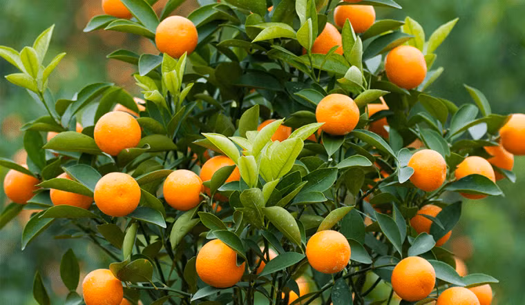 Trong phong thủy, màu vàng và màu đỏ đều tượng trưng cho tài lộc. Trong đó, màu vàng tượng trưng cho tiền bạc, màu đỏ tượng trưng cho sự thịnh vượng. Vì vậy cây quất là loại cây cảnh trồng trong chậu được nhiều người ưa chuộng.