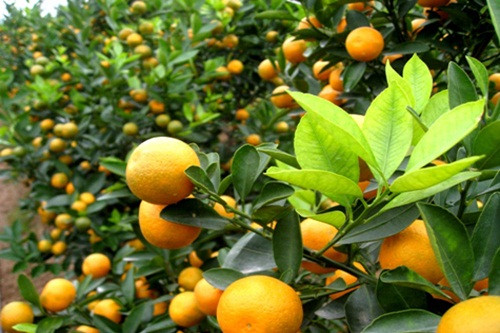 Cây quất không chỉ có ý nghĩa tốt đẹp mà sau khi nở hoa còn có mùi thơm thoang thoảng, trồng một chậu quất trong nhà có thể diệt khuẩn, khử trùng, thanh lọc không khí.