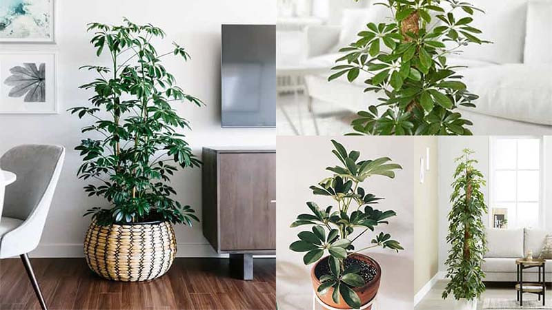  Trong phong thủy, cây ngũ gia bì luôn được coi là biểu tượng của sự giàu có. Cây cảnh này có nghĩa là thu hút sự giàu có và thu tiền thiên hạ, gom kho báu từ tứ phía. Cây cảnh này không chỉ mang lại vẻ đẹp ưa nhìn mà còn tượng trưng cho sự nghiệp suôn sẻ, may mắn.