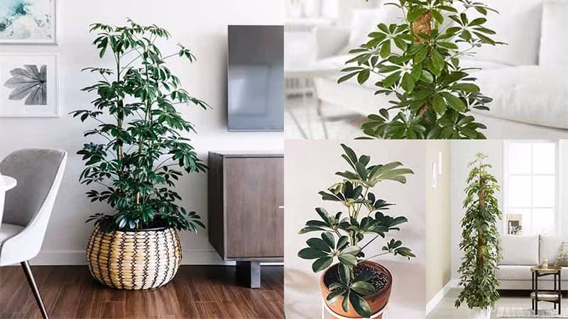  Trong phong thủy, cây ngũ gia bì luôn được coi là biểu tượng của sự giàu có. Cây cảnh này có nghĩa là thu hút sự giàu có và thu tiền thiên hạ, gom kho báu từ tứ phía. Cây cảnh này không chỉ mang lại vẻ đẹp ưa nhìn mà còn tượng trưng cho sự nghiệp suôn sẻ, may mắn.