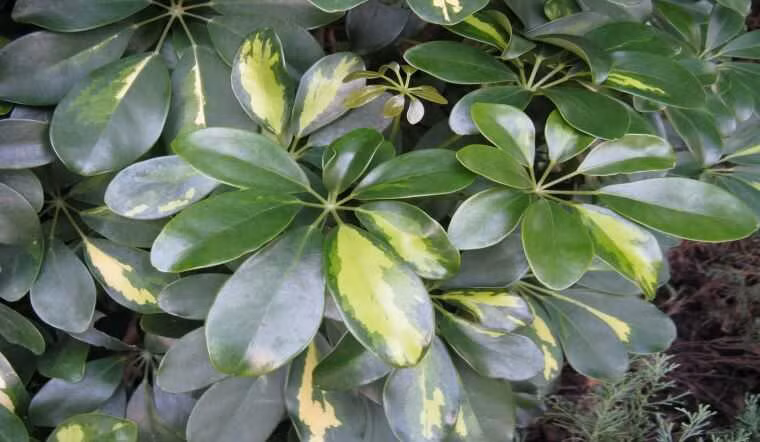  Ngũ gia bì là cây cảnh tốt lành, có lá rất xanh tươi quanh năm, hình dáng rất cao cấp và trang nhã, cành lá sum suê. Cây cảnh ngũ gia bì nhỏ thích hợp để đặt trên bàn làm việc hoặc bệ cửa sổ để tạo ra một môi trường trong lành và dễ chịu. 