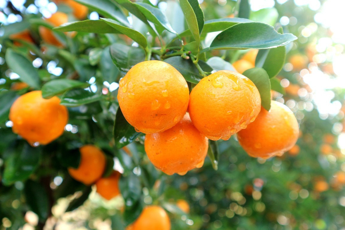  Đặt cây cảnh này trong phòng làm việc hoặc phòng khách, chúng có thể làm tăng đáng kể không khí lễ hội. Khi quất ra quả, nó mang lại cảm giác mùa màng bội thu và những quả vàng trên cây tượng trưng cho sự giàu có và sung túc.