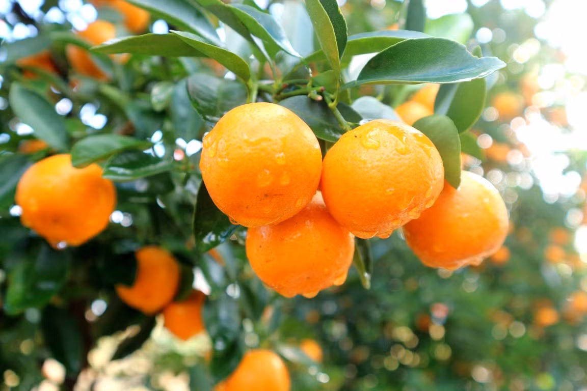  Đặt cây cảnh này trong phòng làm việc hoặc phòng khách, chúng có thể làm tăng đáng kể không khí lễ hội. Khi quất ra quả, nó mang lại cảm giác mùa màng bội thu và những quả vàng trên cây tượng trưng cho sự giàu có và sung túc.