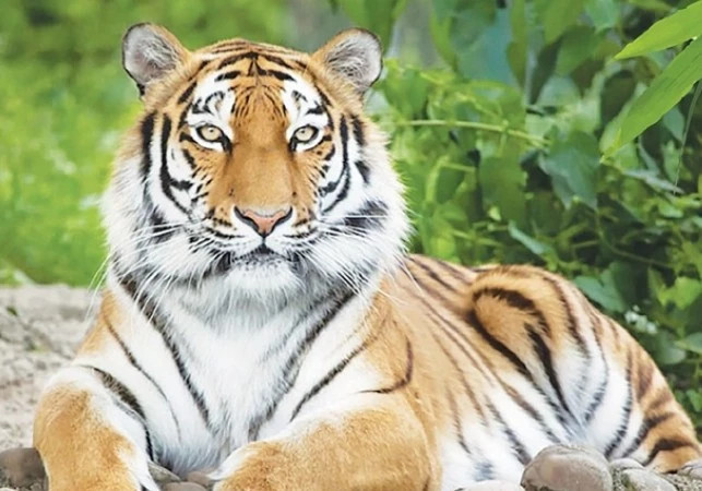 Tuổi Dần – Bước ngoặt sự nghiệp, tài lộc tăng cao: Người tuổi Dần vốn dĩ đã có tố chất lãnh đạo, nhưng trong tháng 3 này, họ sẽ càng tỏa sáng rực rỡ hơn. 