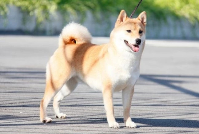  Tuổi Tuất – Công việc thăng hoa, tình duyên rực rỡ. Người tuổi Tuất trong tháng 3 sẽ chứng kiến sự thăng tiến cả về sự nghiệp lẫn tình cảm. Đây là thời điểm lý tưởng để con giáp này chủ động thể hiện năng lực và mở rộng mối quan hệ. 