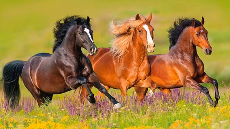  Tham vọng của tuổi Ngọ nằm ở việc không ngừng khám phá những điều chưa biết và thử thách bản thân. Họ không bao giờ hài lòng với hiện trạng và luôn mong muốn tiến về phía trước trên đường đời và tìm những ngọn núi cao hơn để leo lên. 