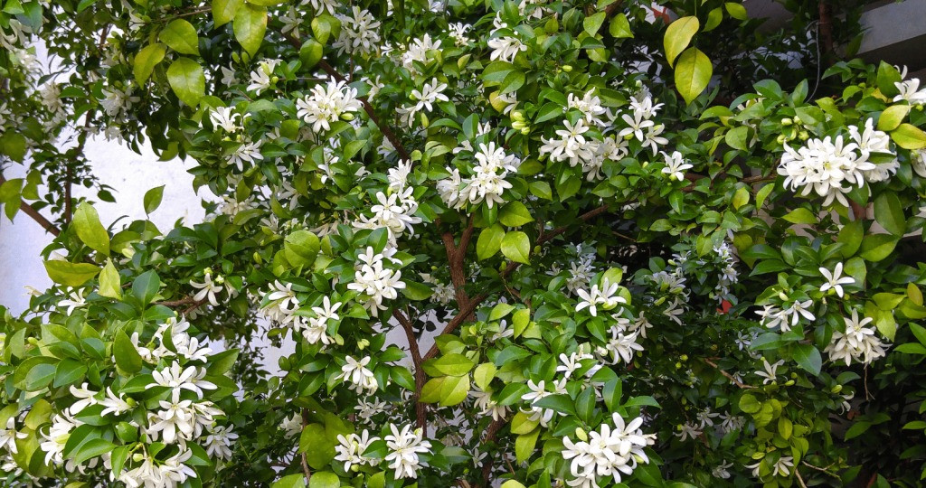  Murraya là một chi cây bụi thường xanh và cây gỗ nhỏ có nguồn gốc từ Châu Á và Châu Úc. Có tổng cộng 11 loài trong chi Murraya tuy nhiên loài được biết đến nhiều nhất là chính là nguyệt quế (Murraya paniculata). 