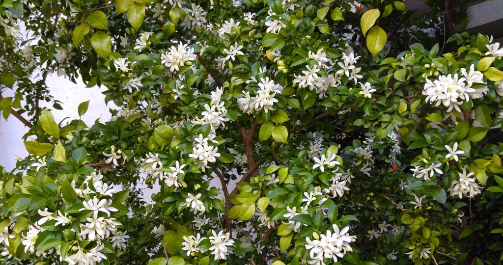  Murraya là một chi cây bụi thường xanh và cây gỗ nhỏ có nguồn gốc từ Châu Á và Châu Úc. Có tổng cộng 11 loài trong chi Murraya tuy nhiên loài được biết đến nhiều nhất là chính là nguyệt quế (Murraya paniculata). 