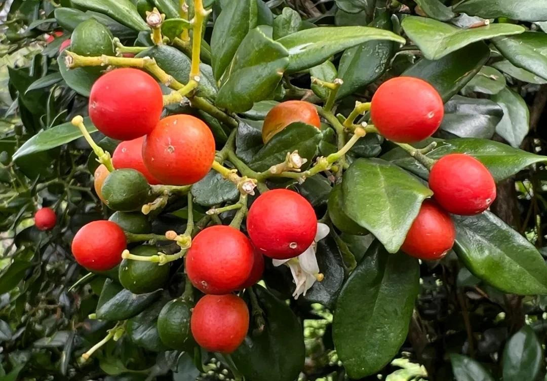 Hoa nguyệt quế tinh khiết, xinh đẹp, thanh nhã, trắng như tuyết, giống như những vì sao lấp lánh trên bầu trời. Khi mùa xuân đến, các cành cây sẽ phủ đầy hoa và nở trong nhiều tháng. Tuy hoa nhỏ nhưng có rất nhiều, rải rác giữa những chiếc lá xanh ngọc lục bảo, trông rất đẹp và say đắm.