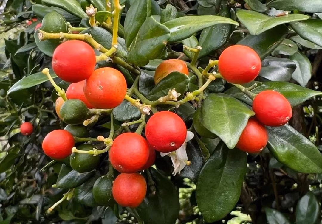 Hoa nguyệt quế tinh khiết, xinh đẹp, thanh nhã, trắng như tuyết, giống như những vì sao lấp lánh trên bầu trời. Khi mùa xuân đến, các cành cây sẽ phủ đầy hoa và nở trong nhiều tháng. Tuy hoa nhỏ nhưng có rất nhiều, rải rác giữa những chiếc lá xanh ngọc lục bảo, trông rất đẹp và say đắm.