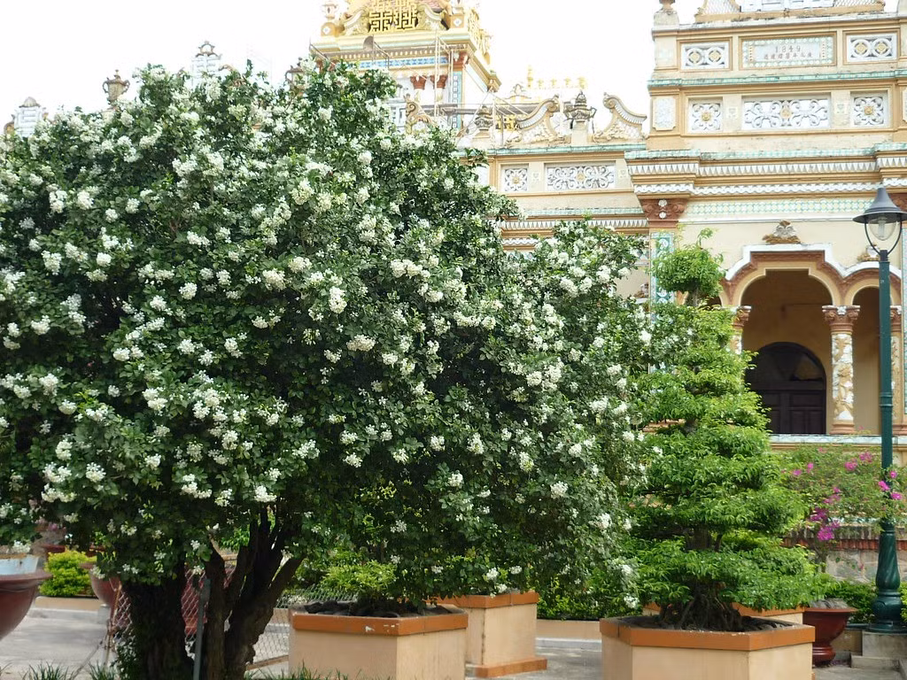 Đây là một loại cây được đánh giá cao vì hương thơm của hoa, vẻ đẹp tinh tế và cả tán lá hấp dẫn. Nguyệt quế là cây cảnh dân dã được nhiều người dân xưa trồng trước nhà. Chỉ cần có 1 cây nguyệt quế, khi hoa nở, cả nhà như được ướp hương.