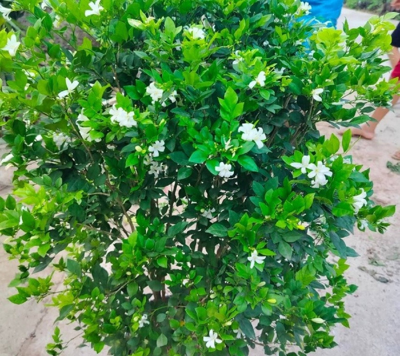  Nhiều người trồng cây nguyệt quế với mong muốn cây sẽ hỗ trợ con đường công danh, sự nghiệp, giúp gia chủ đạt được thành công và thịnh vượng. Bên cạnh đó, cây cảnh còn có khả năng xua đuổi tà khí, ma quái, bảo vệ gia đình khỏi những điều xui xẻo, đồng thời mang đến bình an, hạnh phúc. 