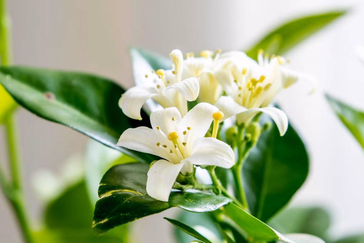 Đặc biệt hơn, đối với những người làm kinh doanh, sở hữu một cây nguyệt quế sẽ giúp bạn chiến thắng rào cản, công thành danh toại, may mắn và phát tài phát lộc. Cây nguyệt quế với bản thân thuộc mệnh Mộc thế nên cây thích hợp cho những ai mang mệnh Hỏa và mệnh Mộc. 