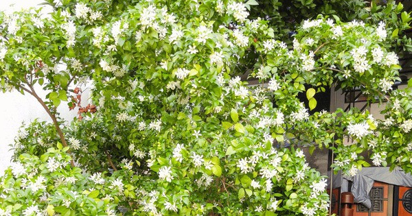 Trồng cây nguyệt quế trong nhà không chỉ mang lại vẻ đẹp tự nhiên mà còn là một cách để cầu bình an, cầu chúc cho con cháu trong gia đình đỗ đạt thành tài.