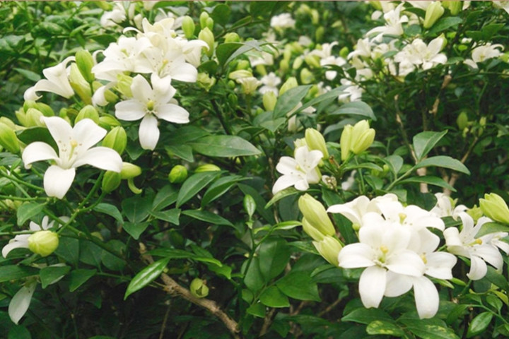 Trồng cây cảnh ở trước nhà không chỉ giúp tạo cảm giác thư giãn, thoải mái cho gia chủ mà còn giúp đem lại nhiều luồng khí tích cực. Đặt cây cảnh này trong phòng có thể thay đổi phong thủy trong phòng, thu hút năng lượng, thu hút tài lộc, có tác dụng thúc đẩy thịnh vượng rất tốt, vì vậy đây là linh vật quý hiếm. 