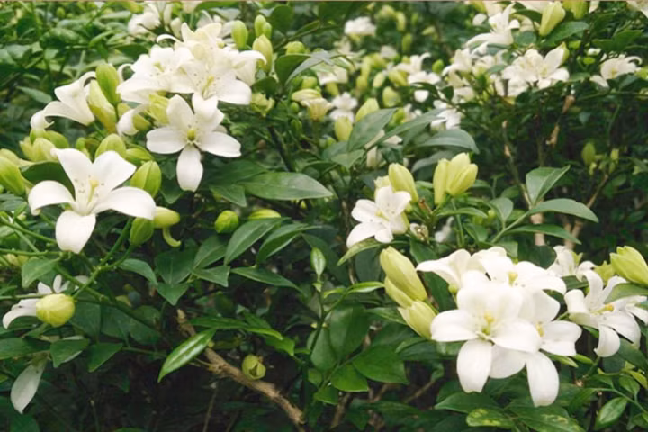 Trồng cây cảnh ở trước nhà không chỉ giúp tạo cảm giác thư giãn, thoải mái cho gia chủ mà còn giúp đem lại nhiều luồng khí tích cực. Đặt cây cảnh này trong phòng có thể thay đổi phong thủy trong phòng, thu hút năng lượng, thu hút tài lộc, có tác dụng thúc đẩy thịnh vượng rất tốt, vì vậy đây là linh vật quý hiếm. 