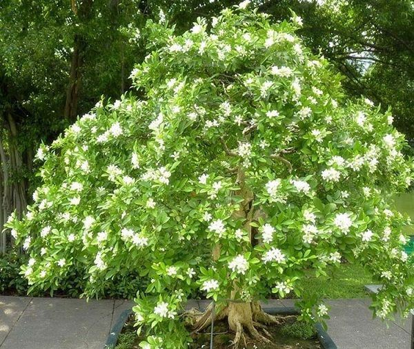 Nguyệt quế là một loài tán rộng, nhiều cành, hoa tinh khiết và hương thơm nồng nàn. Cũng chính vì lẽ đó mà đa phần mọi người thường chọn trồng cây nguyệt quế phía trước nhà.