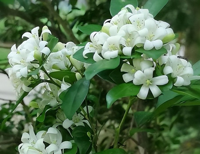  Theo phong thủy, cây nguyệt quế cực kì thích hợp cho những người tuổi Thân. Trồng nguyệt quế giúp người tuổi Thân thuận đường xuôi gió, gặp nhiều thành công trong công việc cũng như cuộc sống.