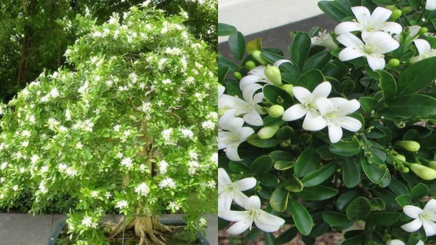  Tuy nhiên, bạn phải lưu ý không nên trồng cây ở những vị trí cản trở dòng chảy của khí như đối diện cửa ra vào, vì như vậy sẽ đem lại điều không may đến cho gia đình. 