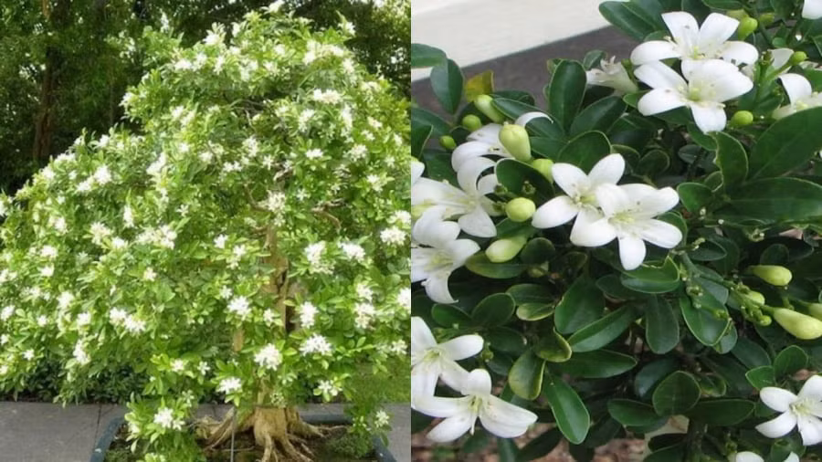  Tuy nhiên, bạn phải lưu ý không nên trồng cây ở những vị trí cản trở dòng chảy của khí như đối diện cửa ra vào, vì như vậy sẽ đem lại điều không may đến cho gia đình. 