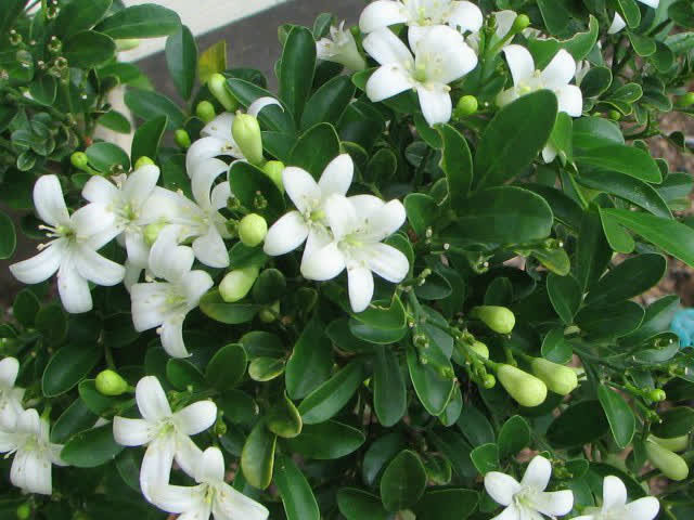 Trong hương thơm của hoa dường như có một mùi hương ngọt ngào thoang thoảng, khiến người ta muốn hít một hơi thật sâu, lưu giữ mùi hương này trong lòng, cũng khiến người ta cảm thấy thư thái, vui vẻ, không nỡ rời đi.