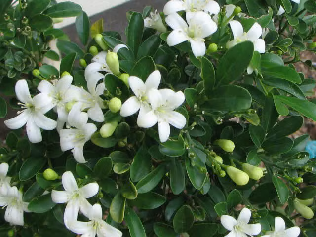 Trong hương thơm của hoa dường như có một mùi hương ngọt ngào thoang thoảng, khiến người ta muốn hít một hơi thật sâu, lưu giữ mùi hương này trong lòng, cũng khiến người ta cảm thấy thư thái, vui vẻ, không nỡ rời đi.