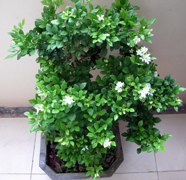  Theo phong thủy, trồng cây nguyệt quế sẽ giúp bạn diệt trừ tà ma, xua tan tà khí và những điềm xấu trong cuộc sống. Sở hữu một cây cảnh này giúp bạn có thêm nhiều năng lượng và mang lại tài lộc, may mắn cho gia đình. 